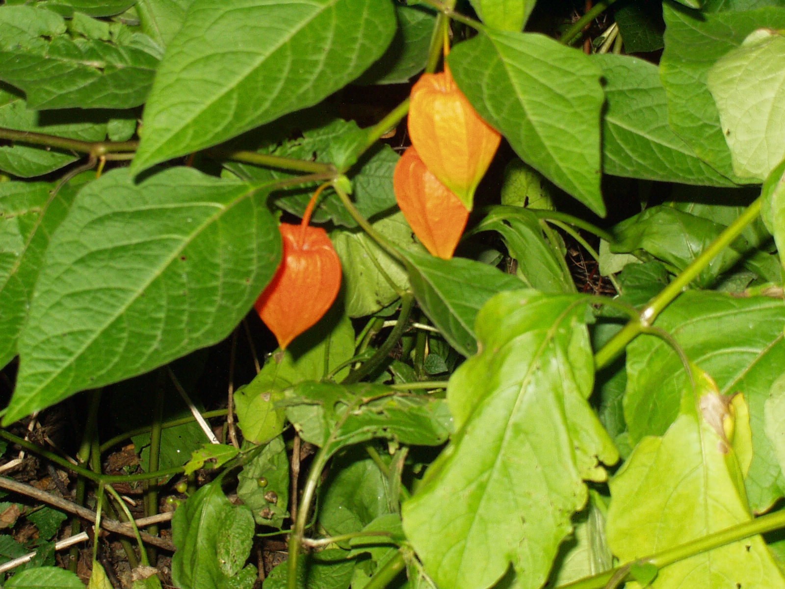 Stemningsbilleder